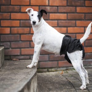 Lemi hárací kalhotky pro psa - vsepropejska.cz Barva: Černá