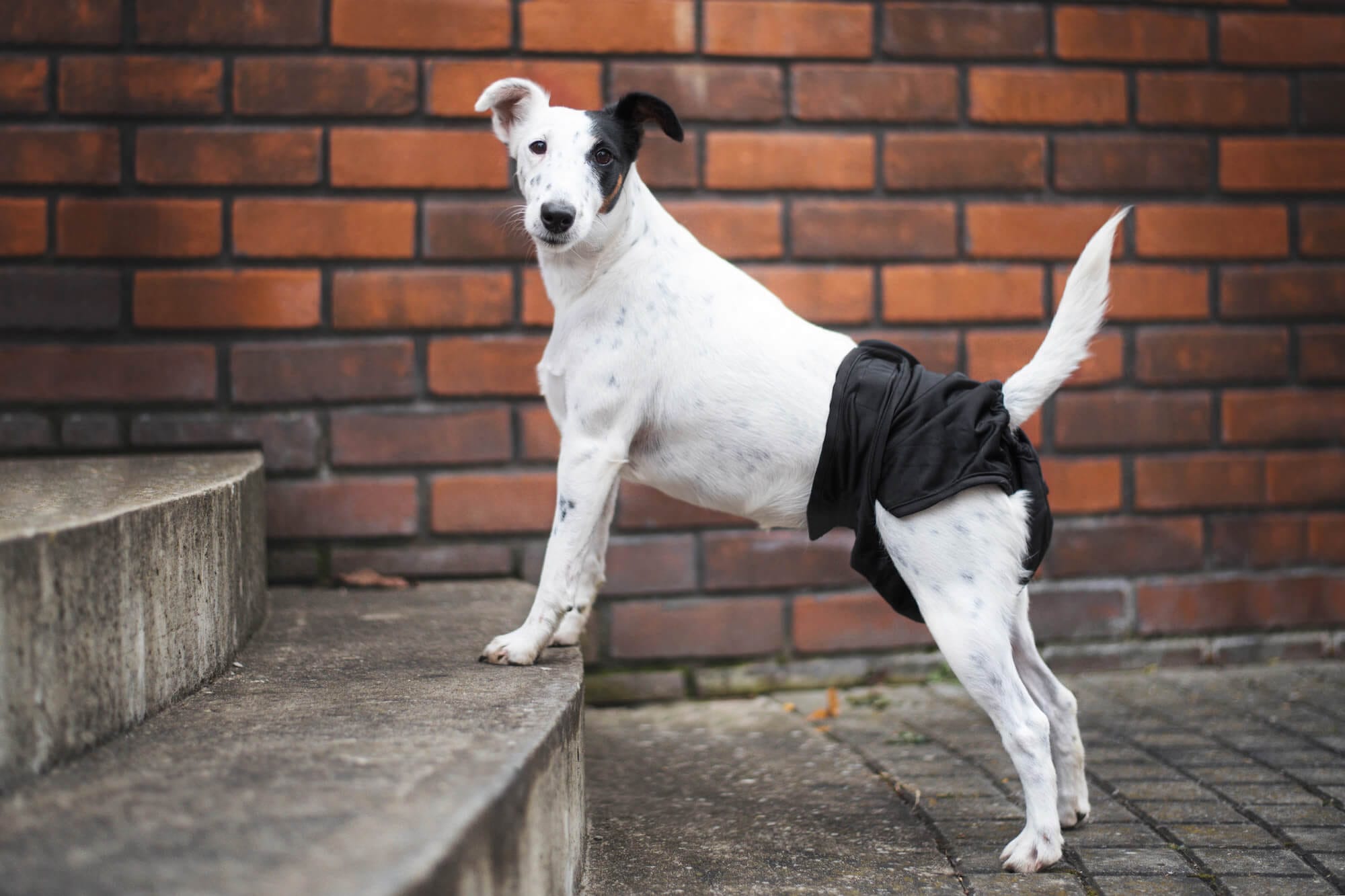 Obvod slabin (cm): 23 - 36