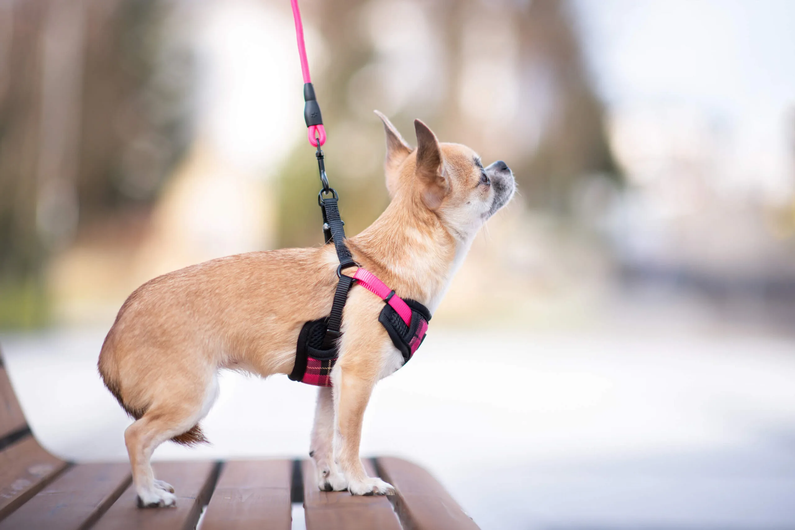 Obvod hrudníku: 37 - 55 cm