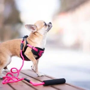 Vsepropejska Cruel postroj pro psa s vodítkem | 31 – 55 cm Barva: Růžová