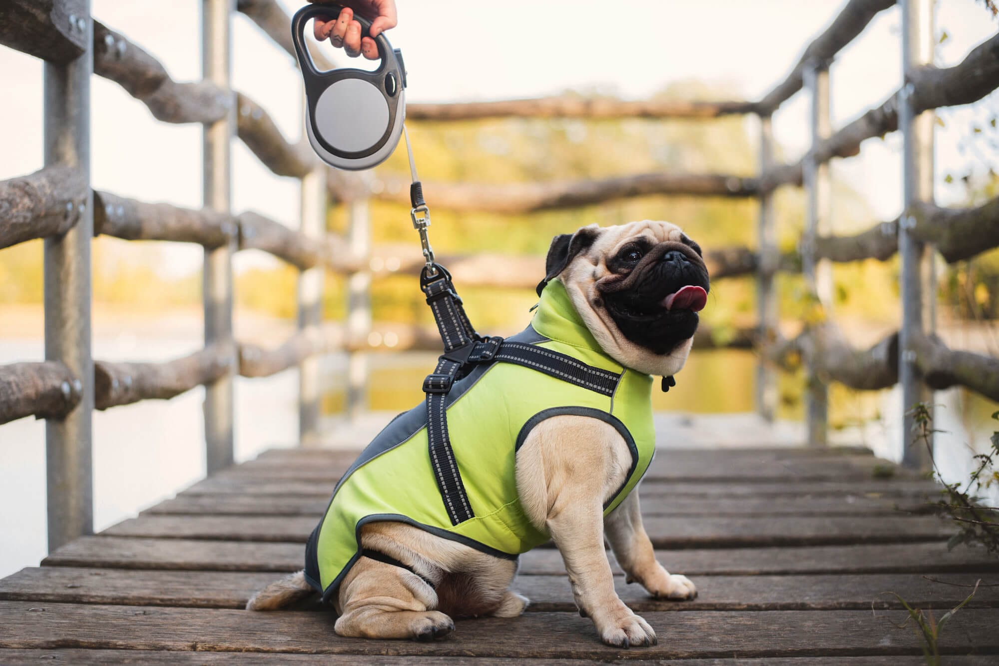 Vsepropejska Softshellová bunda pro psa s postrojem Barva: Šedo-zelená