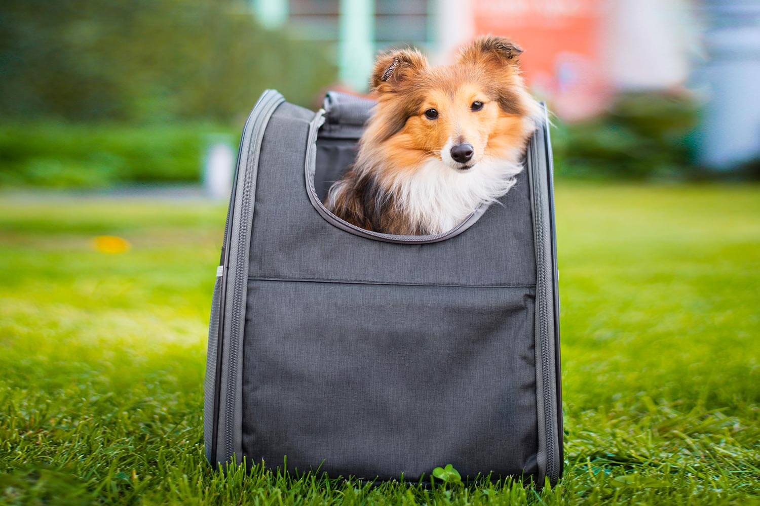 Valdemar lehký batoh pro psa - Obrázek 2