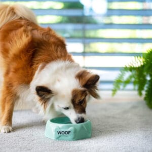 Vsepropejska Woof miska pro psa Barva: Tyrkysová