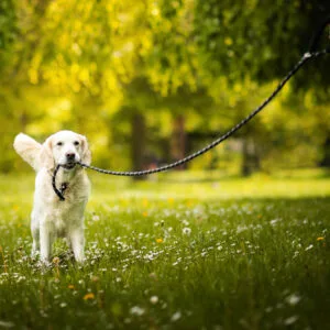 Azar nylonové vodítko pro psa | 300 cm Barva: Černá