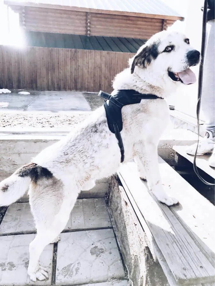 Obvod hrudníku: 74 - 98 cm