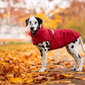 Vsepropejska Arif zimní bunda pro psa Barva: Červená