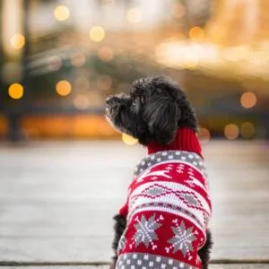 Vsepropejska Damián svetr pro psa Barva: Červená