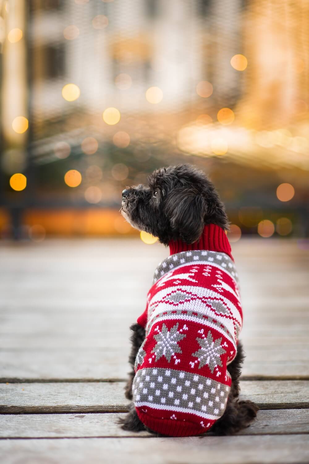 Vsepropejska Damián svetr pro psa Barva: Červená