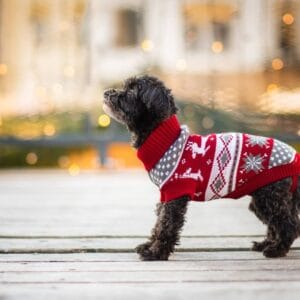 Vsepropejska Damián svetr pro psa Barva: Červená