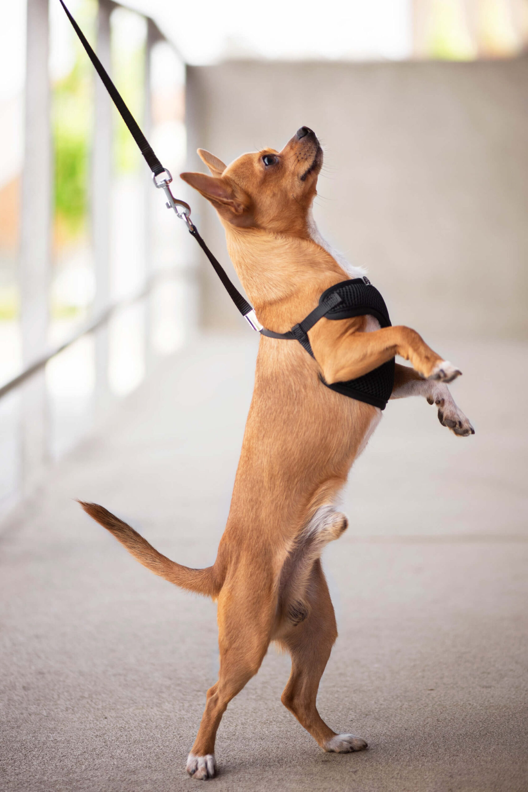 Obvod hrudníku: 26 - 50 cm