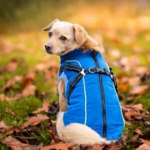 Vsepropejska Stuart obleček pro psa na zip Barva: Modrá