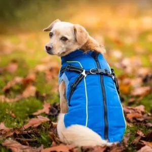 Vsepropejska Stuart obleček pro psa na zip Barva: Modrá