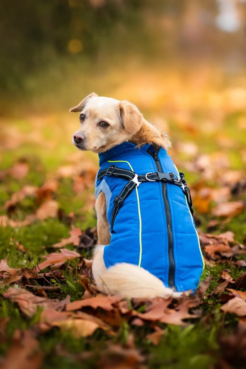 Vsepropejska Stuart obleček pro psa na zip Barva: Modrá