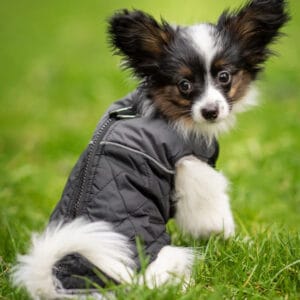 Vsepropejska Terenc obleček pro psa na zip Barva: Černá