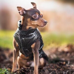 Vsepropejska Warm zimní bunda pro psa s kožichem Barva: Černá