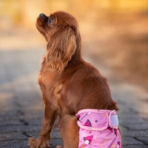 Táňa hárací kalhotky pro psa Barva: Růžová