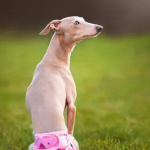 Táňa hárací kalhotky pro psa Barva: Růžová