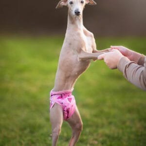 Táňa hárací kalhotky pro psa Barva: Růžová