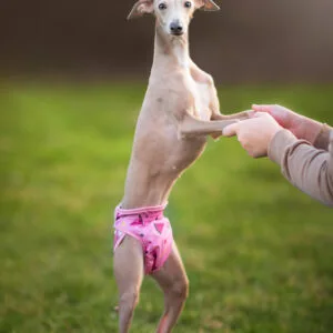 Táňa hárací kalhotky pro psa Barva: Růžová