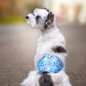 Vsepropejska Emil protiznačkovací pás pro psa Barva: Modrá