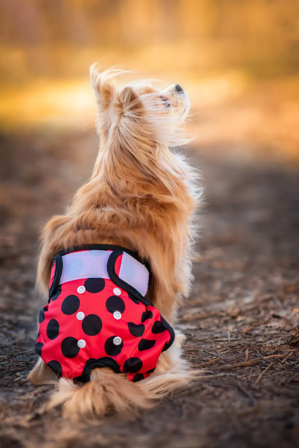 Obvod slabin (cm): 40 - 58