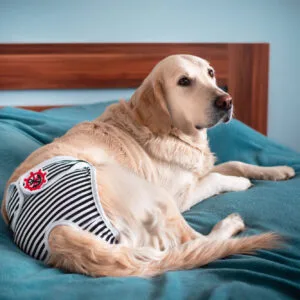 Vsepropejska Marine hárací kalhotky pro psa Barva: Černá