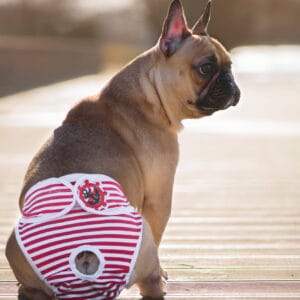 Vsepropejska Marine hárací kalhotky pro psa Barva: Červená