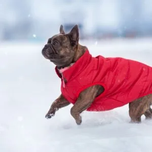 Vsepropejska Navy zimní bunda pro psa s kožíškem Barva: Červená
