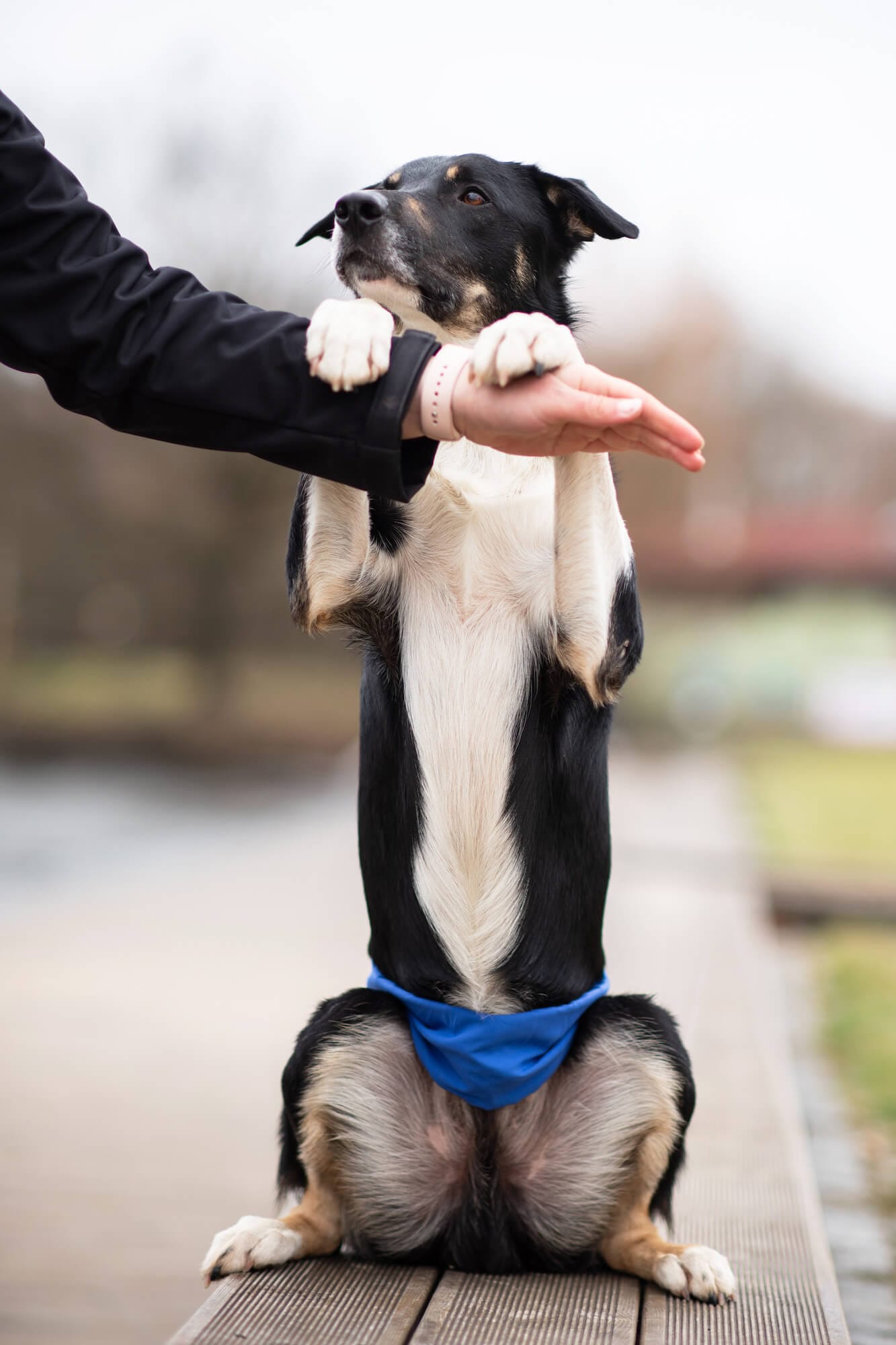 Safe modrý protiznačkovací pás pro psa Obvod slabin (cm): 48 - 58 - Obrázek 2