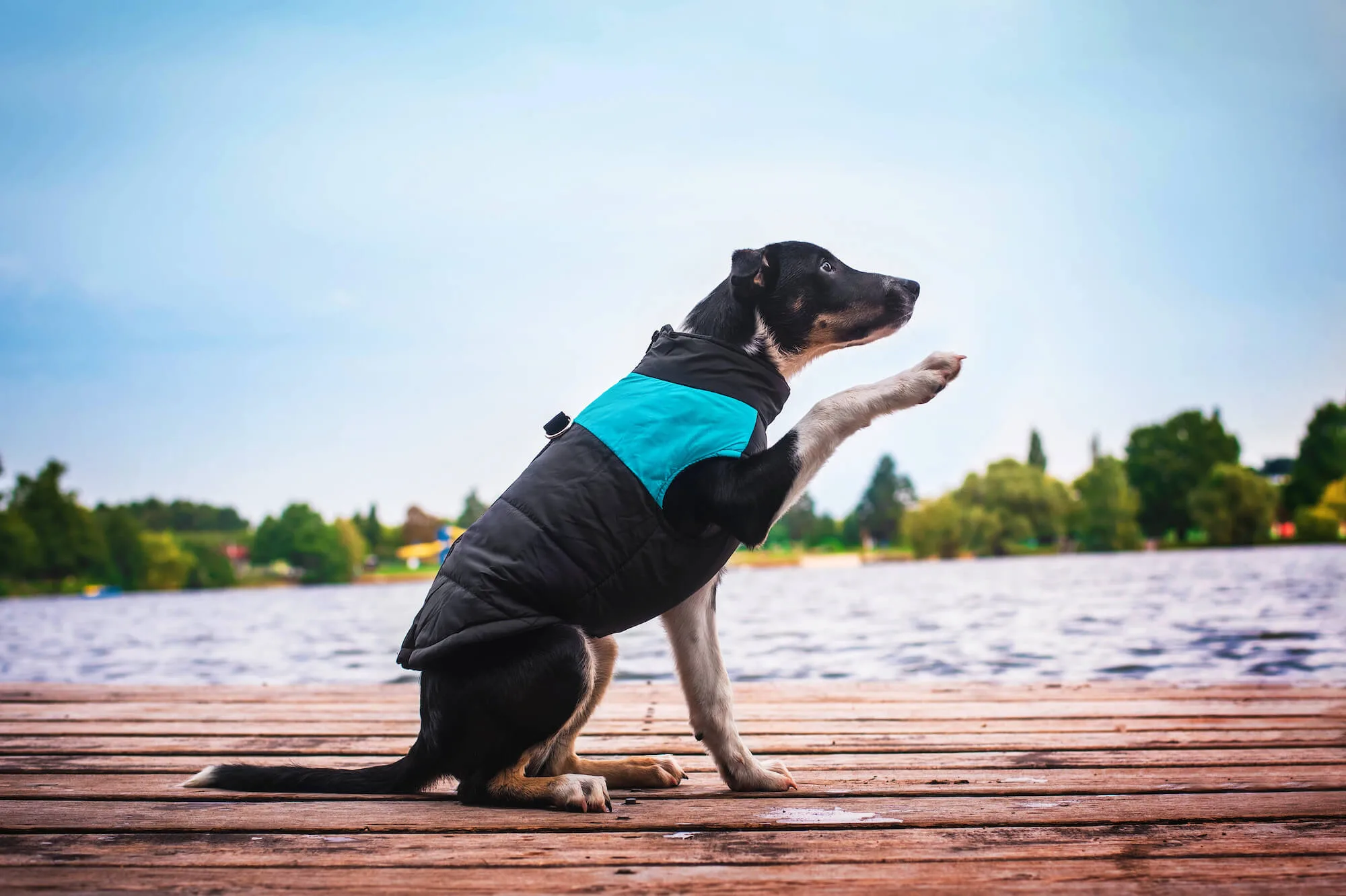Vsepropejska Slim-rainy obleček pro psa na zip Barva: Černo-modrá