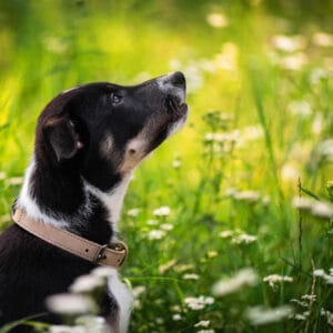 Vsepropejska Cookie kožený obojek pro psa | 31 - 60 cm Barva: Béžová