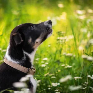 Vsepropejska Cookie kožený obojek pro psa | 31 - 60 cm Barva: Béžová