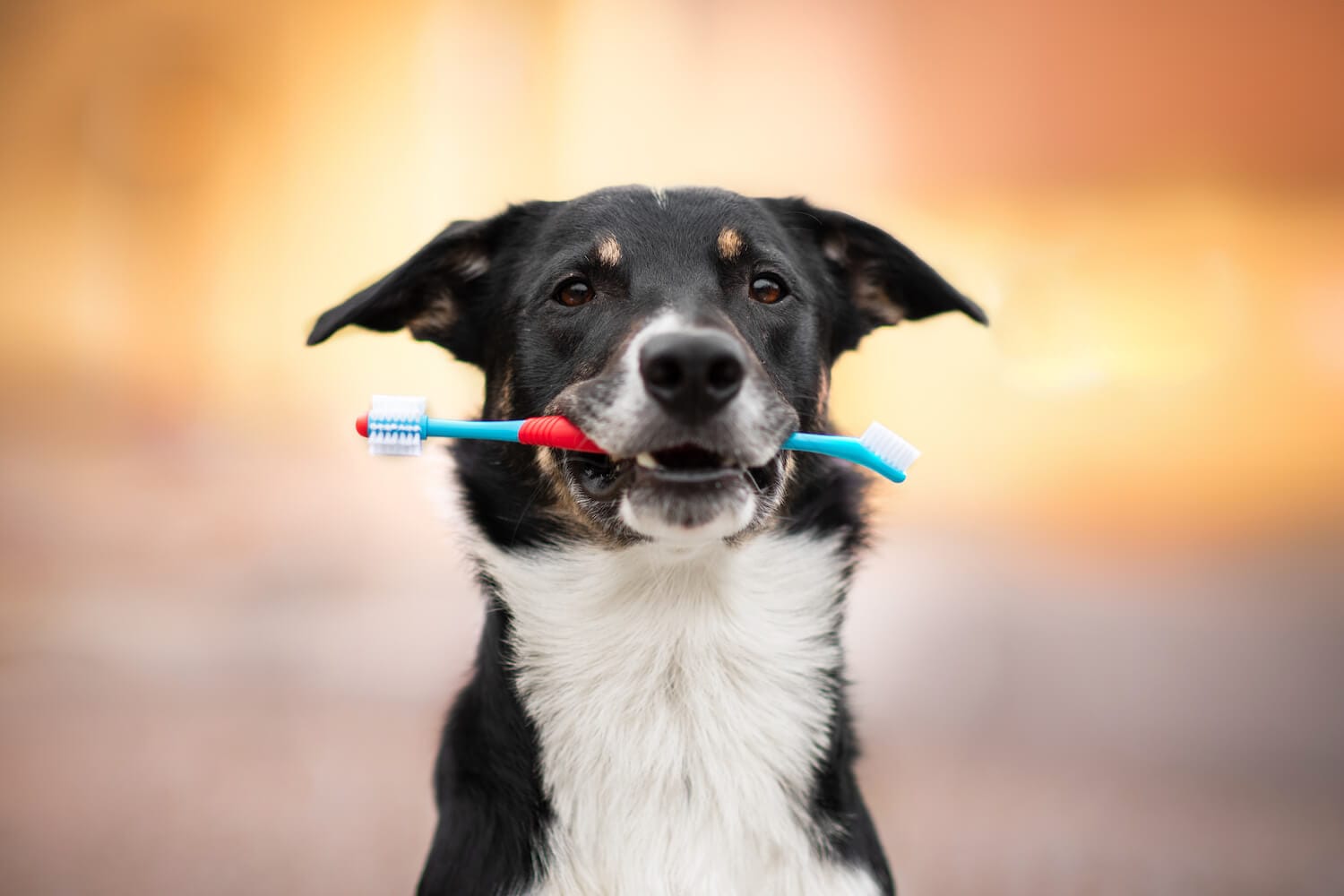 Jacob zubní kartáček pro psa Barva: Zelená - Obrázek 2