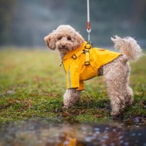 Vsepropejska Lorin pláštěnka pro psa s postrojem Barva: Žlutá