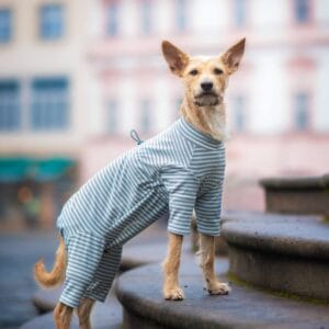 Vsepropejska Prime pružný overal pro psa Barva: Modrá