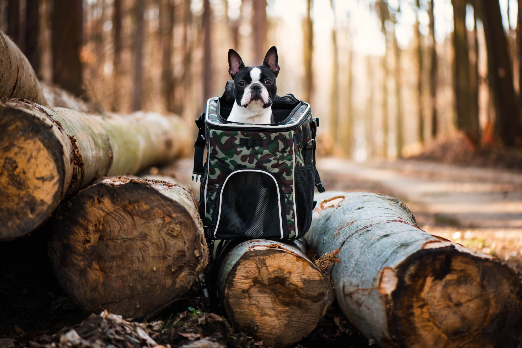 Bartl batoh pro psa na záda i na kolo | do 3 Kg Barva: Černá - Obrázek 2
