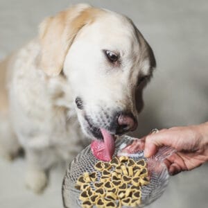 Perrito kachní srdíčka s rybou