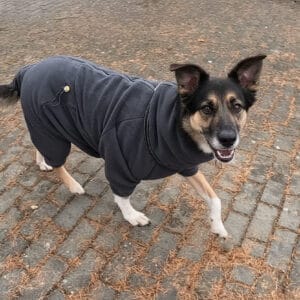 Vsepropejska Zeno fleecová kombinéza pro psa Barva: Šedá