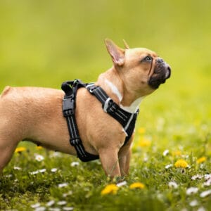 Vsepropejska Zodo sportovní postroj  pro psa | 39 – 92 cm Barva: Černá