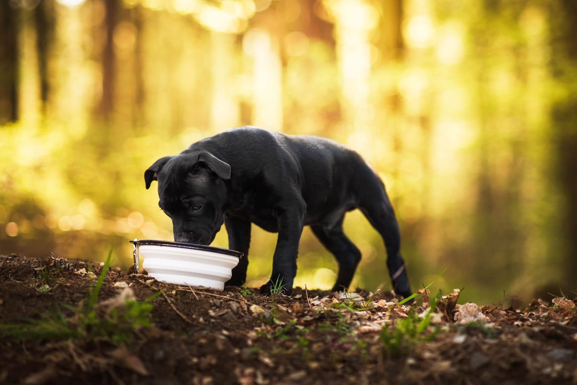 Sil protihltací cestovní miska pro psa Barva: Oranžová - Obrázek 2