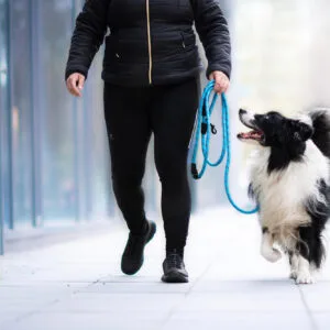 Vsepropejska Moris přepínací vodítko pro psa | 240 cm Barva: Modrá