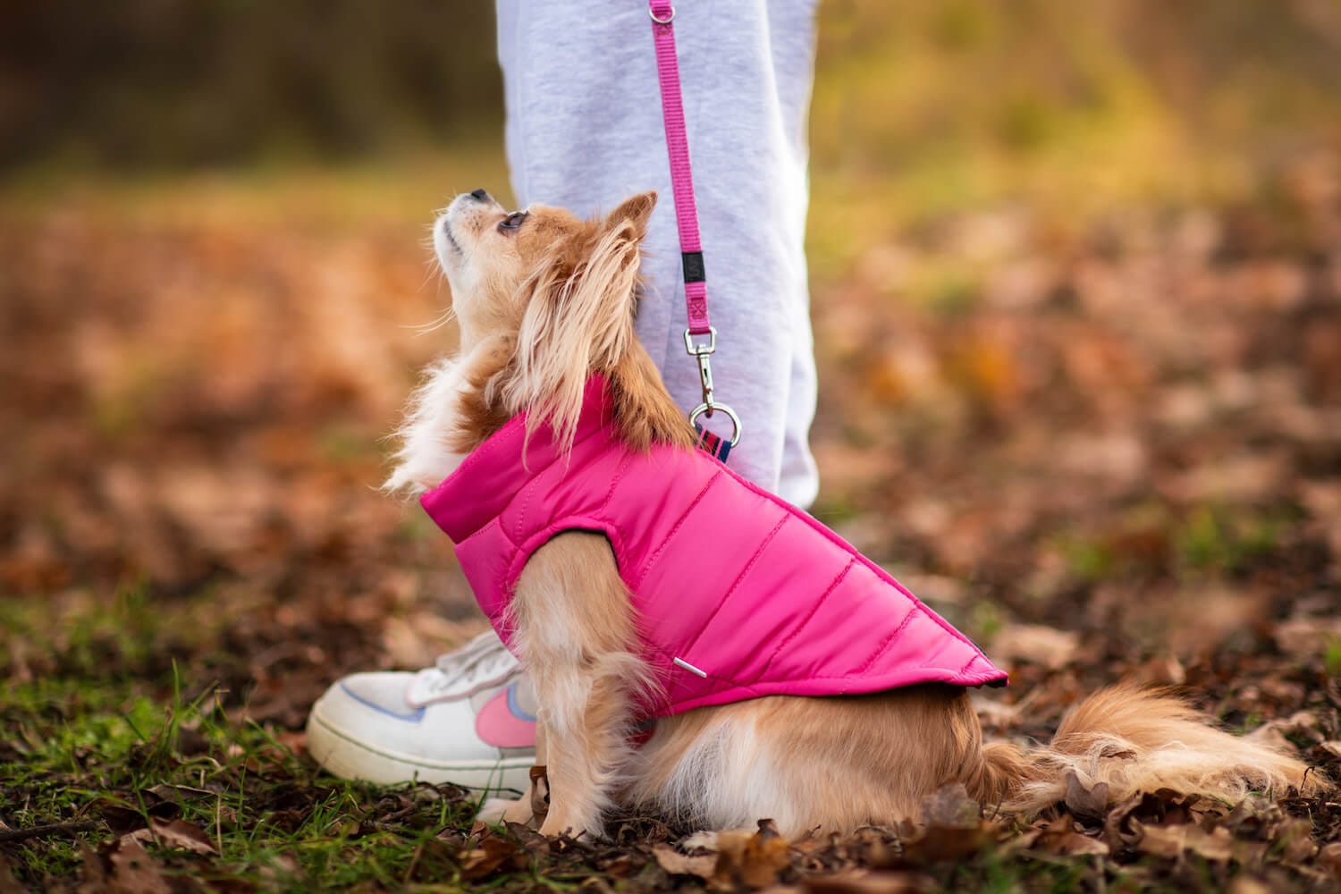 Color Rainy - Obleček pro psa na zip | Stylová ochrana v deštivém počasí Barva: Růžová
