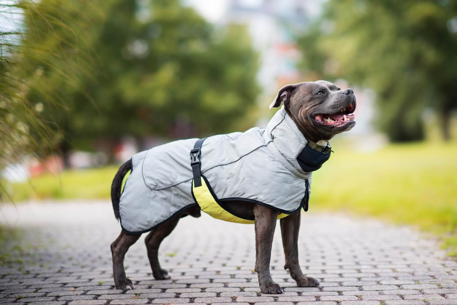 Vsepropejska BullFit zimní bunda pro psa Barva: Šedá